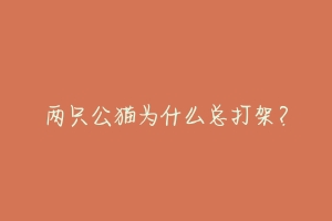 两只公猫为什么总打架?
