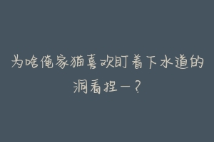 为啥俺家猫喜欢盯着下水道的洞看捏–?
