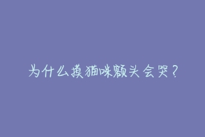 为什么摸猫咪额头会哭?