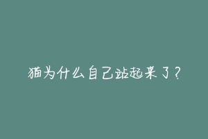 猫为什么自己站起来了?