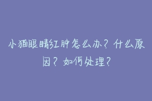 小猫眼睛红肿怎么办?什么原因?如何处理?