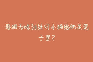 母猫为啥到处叼小猫给他关笼子里?