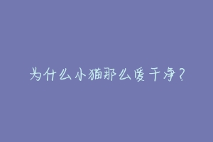 为什么小猫那么爱干净?