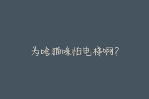 为啥猫咪怕电梯啊?