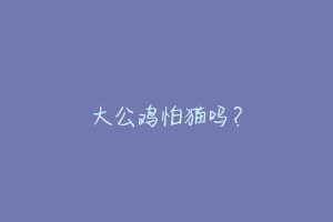 大公鸡怕猫吗?