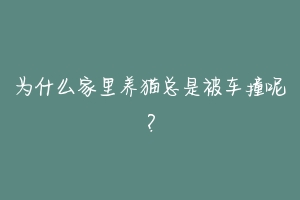 为什么家里养猫总是被车撞呢?