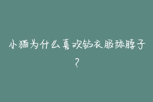 小猫为什么喜欢钻衣服舔脖子?