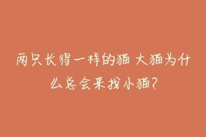 两只长得一样的猫 大猫为什么总会来找小猫?