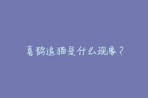 喜鹊追猫是什么现象?