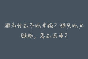 猫为什么不吃米饭?猫只吃火腿肠,怎么回事?