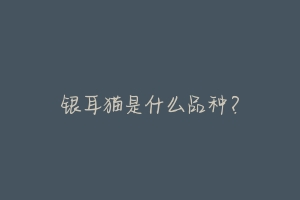 银耳猫是什么品种?