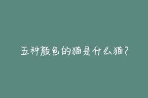 五种颜色的猫是什么猫?