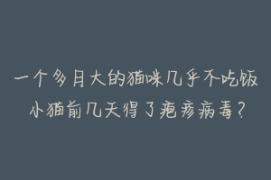 一个多月大的猫咪几乎不吃饭小猫前几天得了疱疹病毒?