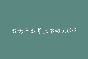 猫为什么早上要咬人脚?