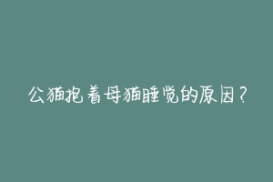 公猫抱着母猫睡觉的原因?