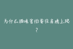 为什么猫咪害怕要往肩膀上爬?