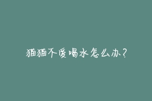猫猫不爱喝水怎么办?