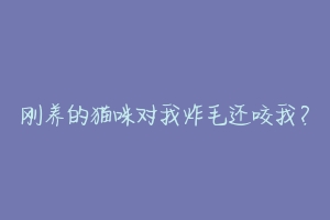 刚养的猫咪对我炸毛还咬我?