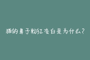 猫的鼻子粉红变白是为什么?