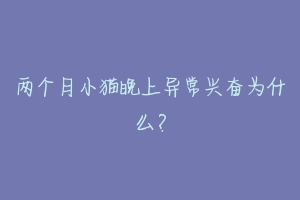 两个月小猫晚上异常兴奋为什么?