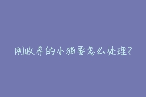 刚收养的小猫要怎么处理?