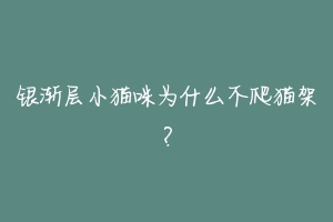银渐层小猫咪为什么不爬猫架?