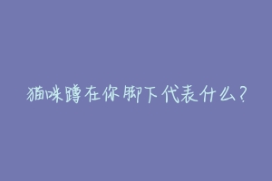 猫咪蹲在你脚下代表什么?