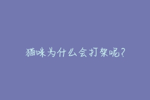 猫咪为什么会打架呢?