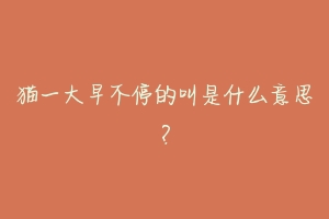 猫一大早不停的叫是什么意思?