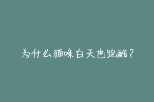 为什么猫咪白天也跑酷?
