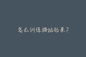 怎么训练猫站起来？