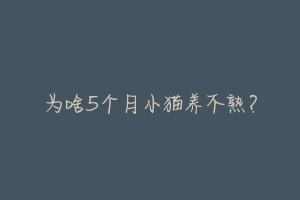 为啥5个月小猫养不熟?