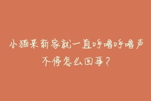 小猫来新家就一直呼噜呼噜声不停怎么回事?
