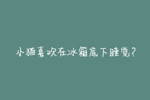 小猫喜欢在冰箱底下睡觉?