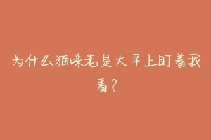 为什么猫咪老是大早上盯着我看?