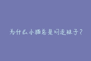 为什么小猫总是叼走袜子？