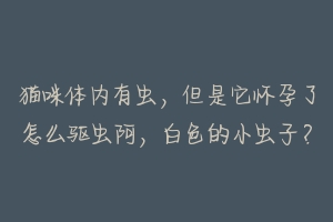 猫咪体内有虫,但是它怀孕了怎么驱虫阿,白色的小虫子?