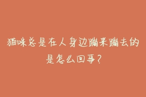 猫咪总是在人身边蹦来蹦去的是怎么回事？