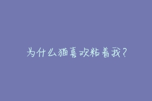 为什么猫喜欢粘着我?