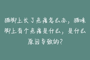 猫脚上长了疙瘩怎么办，猫咪脚上有个疙瘩是什么，是什么原因导致的？