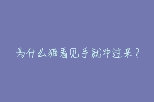 为什么猫看见手就冲过来?