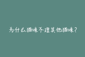 为什么猫咪不理其他猫咪?