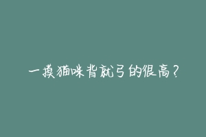 一摸猫咪背就弓的很高?