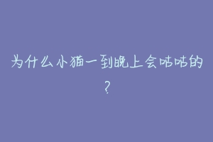 为什么小猫一到晚上会咕咕的?