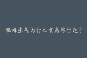 猫咪生气为什么会离家出走?