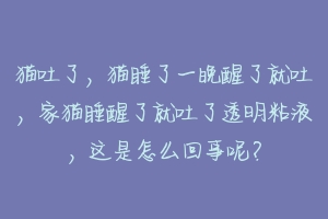 猫吐了,猫睡了一晚醒了就吐,家猫睡醒了就吐了透明粘液,这是怎么回事呢?