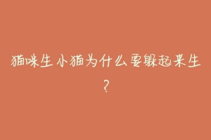 猫咪生小猫为什么要躲起来生?