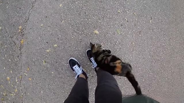 养的家猫为什么会绕着主人的脚转?