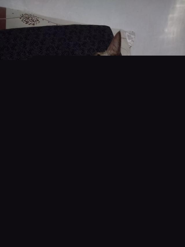 我家的小猫太活跃了，像多动症一样怎么办呀？
