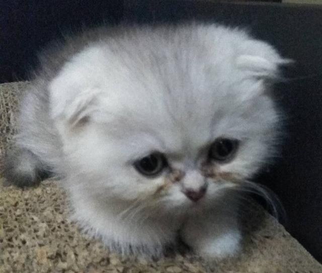 小猫总是一吃完饭就流眼泪怎么办?